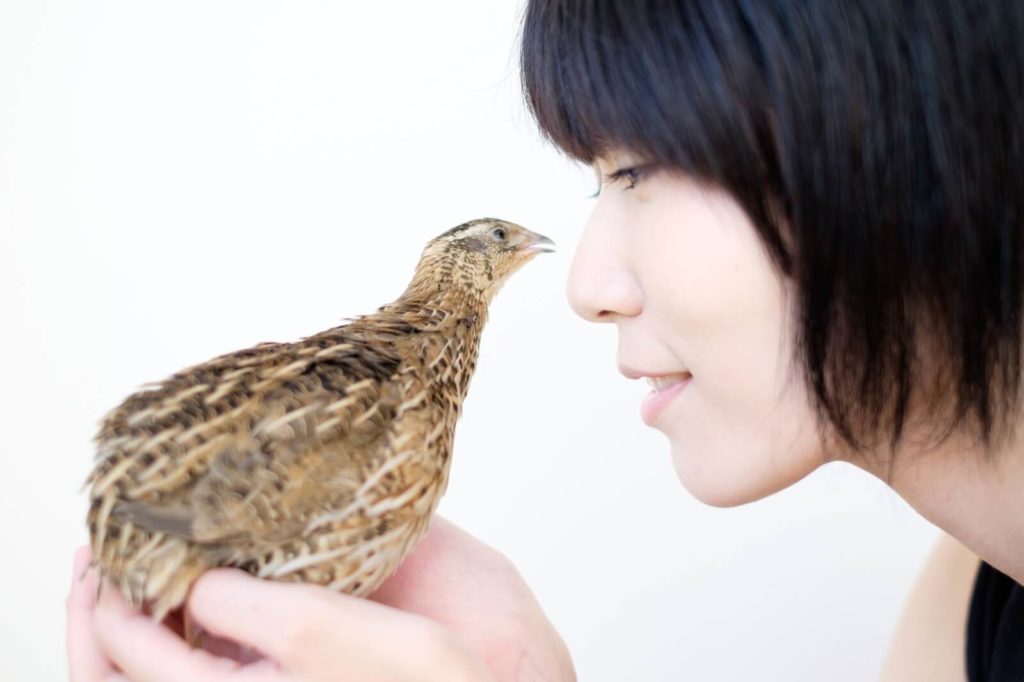 ウズラの肉が美味しいって本当？野性味溢れるワイルドな味？ | 珍肉ナビ