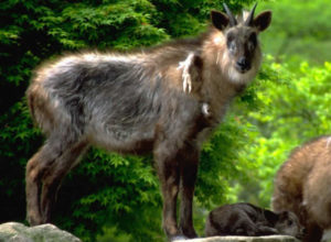 カモシカの肉が美味しい どんな味 天然記念物なの 珍肉ナビ